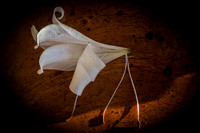 Dead Lilly