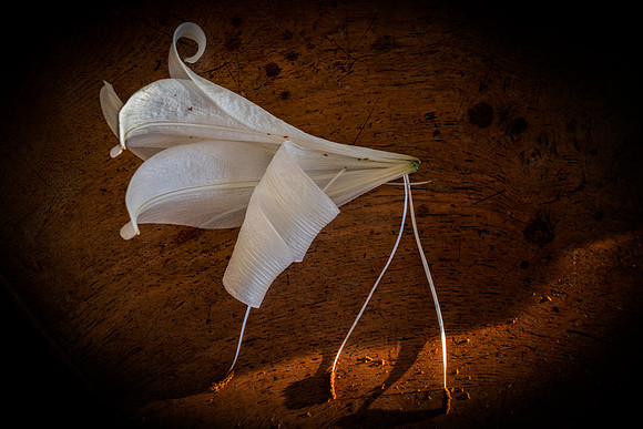 Dead Lilly