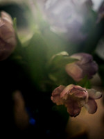 Tulip Glow