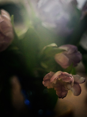 Tulip Glow